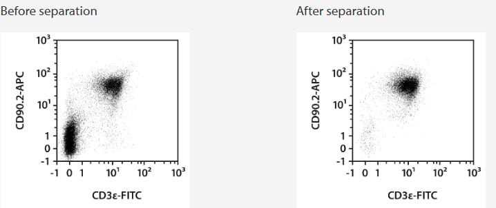 Separation of a spleen sample using the StraightFrom Spleen CD90.2 MicroBead Kit, mouse and the autoMACS NEO Separator. Cells were fluorescently stained with CD3ε-FITC and CD90.2-APC and analyzed by flow cytometry using the MACSQuant Analyzer. Cell debris and dead cells were excluded from the analysis based on scatter signals and 7-AAD fluorescence.